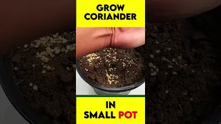 GROW CORIANDER IN SMALL POT #coriander #growdhaniya