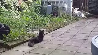 MAINE COON CAT HUNTING BIRD