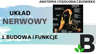 Budowa i funkcje układu NERWOWEGO - układ nerwowy - Anatomia  człowieka - KOREPETYCJE z BIOLOGII 306