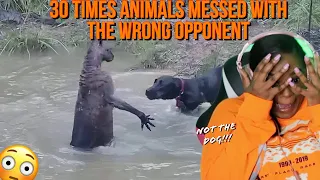 Yikes!! 😱 30 TIMES ANIMALS MESSED WITH THE WRONG OPPONENT Reaction | ImStillAsia