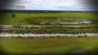 TERRA PECUÁRIA - COMITIVA PANTANEIRA LEILOBOI - 2019 (PARTE 02)