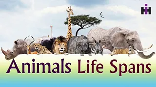 How long do Animals Live?!! : Animal life spans