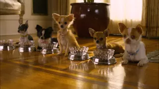 Un Chihuahua de Beverly Hills 2 - Tráiler - Disney DVD y Blu Ray