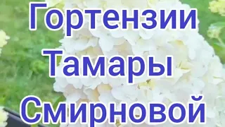 Обзор гортензий от любимой подписчицы Тамары💗#пиксио #пинки промис #геркулес и др. Наслаждайтесь😀💗