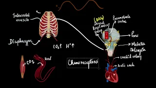 The regulation of respiration | Breathing and exchange of gases | Biology | Khan Academy