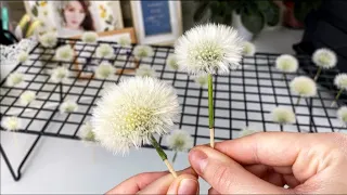 КАК ЗАСУШИТЬ ОДУВАНЧИКИ? 💗 HOW TO DRY FLUFFY DANDELIONS?