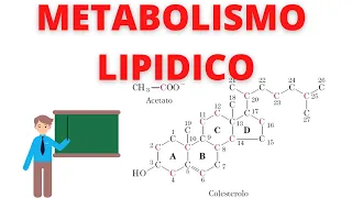 metabolismo lipidico biochimica guida completa