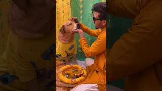 Leo ki haldi😍 #shorts #minivlog | Anant Rastogi