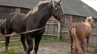 My Horse Meeting First Time 2023 ।  Vídeo do cavalo