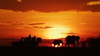 Serengeti  - Nature's Greatest Symphony of live