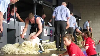 Royal Highland Show 2019 Sheep Shearing Scottish National