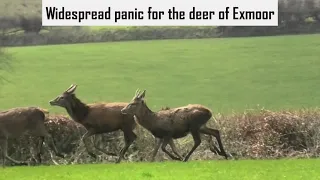 Devon and Somerset Staghounds cause widespead deer disturbance