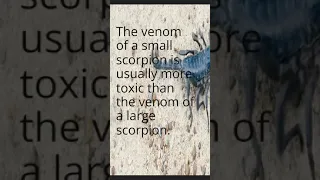 interesting fact about scorpions #shorts #short #recommended