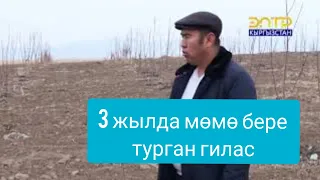 Элет баяны // Кулатов айыл аймагы