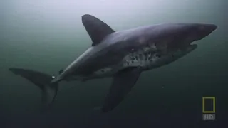 "Encounter with the Mighty Alaskan Salmon Shark: A Thrilling Adventure in the Arctic Waters"