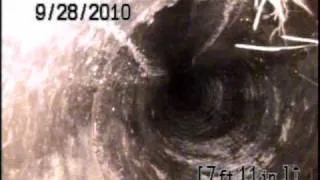 The Creature in our Sewer