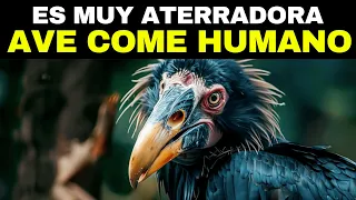 LAs 20 Aves Peligrosas Que Deberías Huir Si Las Ves...