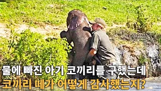 남자가 물에 빠진 아기 코끼리를 구했는데, 이어서 코끼리 떼가 그에게 감사를 하는 방식은 그를 놀라게 했다!