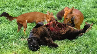 15 Tragic Moments! Dholes Prevent Black Panther From Living Its Life