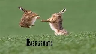 Overgrowth | BUNNIES!!!!