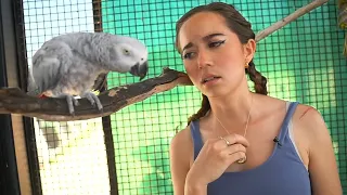 Maya gives enrichment to the parrots at Alveus