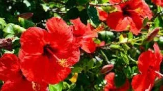 All about Hibiscus plant care| Hibiscus #shorts #hibiscus #hibiscusplantcare