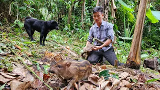 Wild boar trap: Catch and Tame Wild boar - Survival instinct.