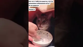 избалованный кот? #memes #funny #хочуврек #хочувтренды #cat