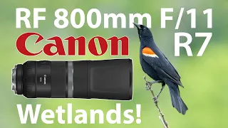 RF 800 f/11 Wetlands Bird Photography with Canon R7