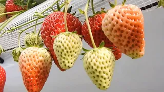 The Success Of Strawberry Farming Japan Part 2 | Sweet Red Strawberry Japanese Agriculture