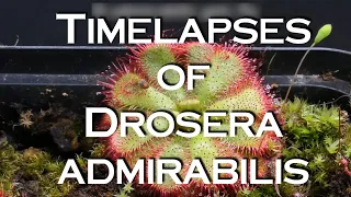 Timelapses with the wonderful sundew Drosera admirabilis