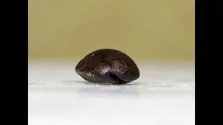 3D Stackshot Trial - A Coffee Bean