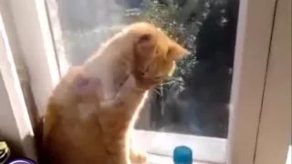 кот в окне Забавные Зверушки