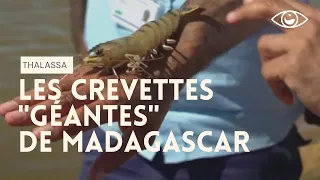 Crevettes de Madagascar : à l'ombre de la mangrove - Thalassa