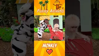 Funny animals Monkey Funny moments animal