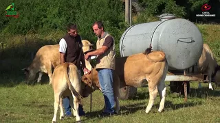 Le pointage des bovins