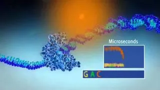 Single Molecule Real Time Sequencing - Pacific Biosciences