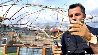 düşünməyi dayandır! qarağat kostyumunun budama üsulu