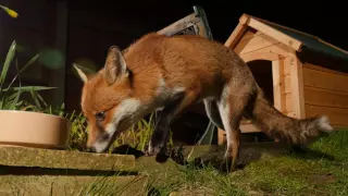 Urban Fox - 4K 2160p