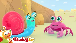 Sr. Caracol en la Playa🏖️ | Mar, Cangrejo y Diversión Veraniega🌞Dibujos Animados para Niños@BabyTVSP