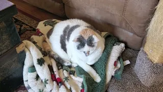 Singing a song to my cat Sadie.