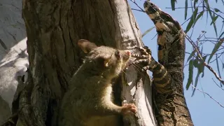 Monitor Lizard Fights Mother Possum for Her Babies | BBC