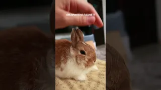 Кролик воняет?