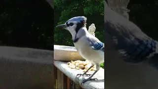 Blue jay yells at the camera and takes my peanuts