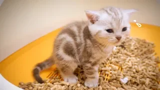 Cute Cat poop [SURI&NOEL]