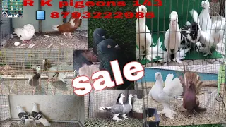 top quality pigeon sale, all pigeon,#super #pigeonpigeon #love #kabootar #lol