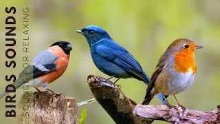 Bird Chirping Sound - 24 Hours (No Music),  Stress Relief, Calming Sounds, Birds Chirping