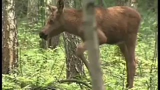 Na skraju lasu 1/2, audiodeskrypcja