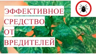 SOS!!! Трипс. Паутинный клещ. Эффективное Средство от Вредителей.