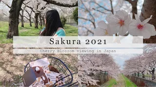 Sakura 2021 | Hanami | Japan Vlog